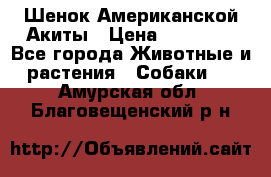 Шенок Американской Акиты › Цена ­ 35 000 - Все города Животные и растения » Собаки   . Амурская обл.,Благовещенский р-н